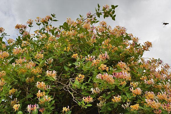 Late Dutch Honeysuckle